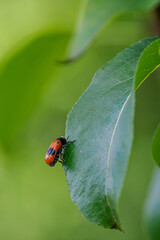 Smooth-shouldered leaf beetle on a pear leaf in close-up. 

