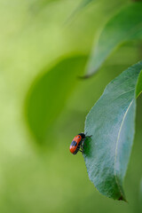Smooth-shouldered leaf beetle on a pear leaf in close-up. 
