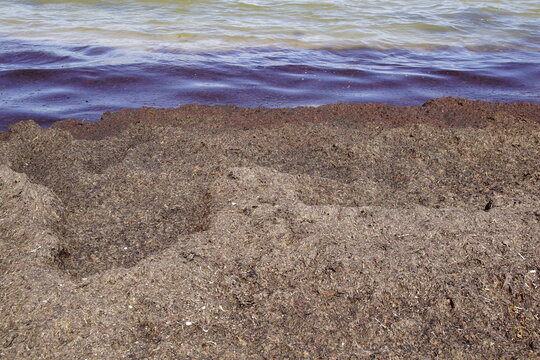 Ein mit Algen, Rotalgen, Seetang verschmutzter Strand