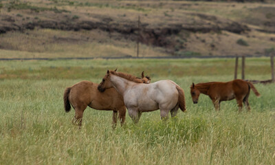 herd of horses in a field