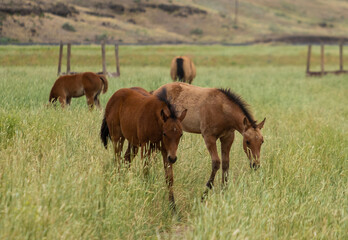 Fototapeta premium herd of horses in a field