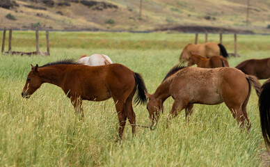 herd of horses in a field