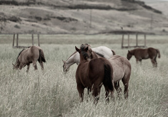 herd of horses in a field