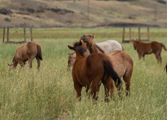 herd of horses in a field