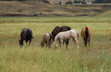 Fototapeta premium herd of horses in a field
