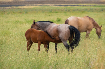 herd of horses in a field