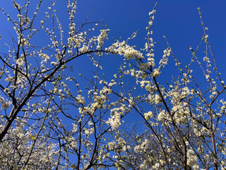 Sakura blossoms in the garden in spring