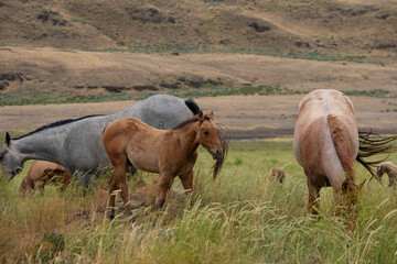 herd of horses in a field