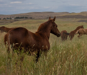 herd of horses in a field