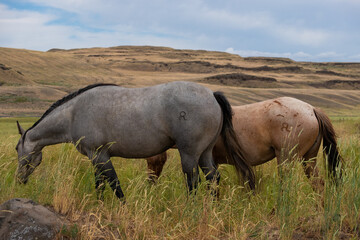 herd of horses in a field