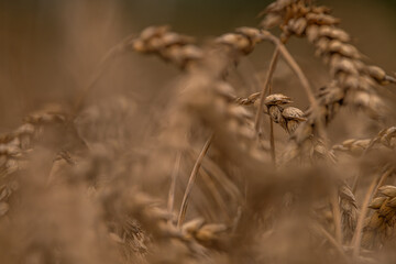 Summer dry ripened grain in cloudy day in fields