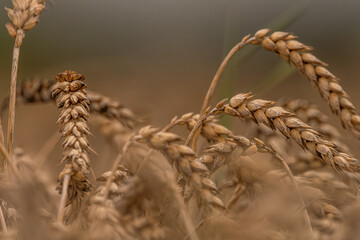 Summer dry ripened grain in cloudy day in fields