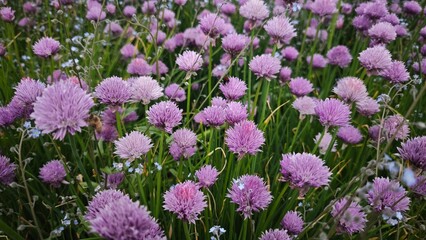 Blooming field of purple chive flowers with bees pollinating among the tall green grass. Concept of biodiversity, pollination and the beauty of wild nature in summer