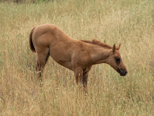 Fototapeta premium herd of horses in a field