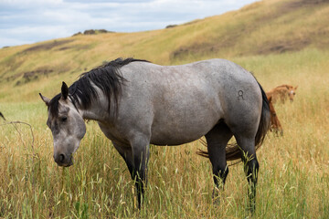 herd of horses in a field
