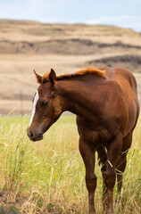 herd of horses in a field
