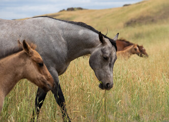 herd of horses in a field