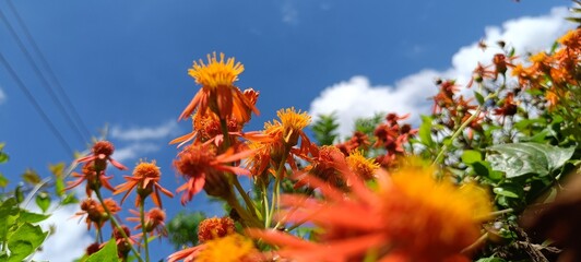 orange flower under blue cloudy sky