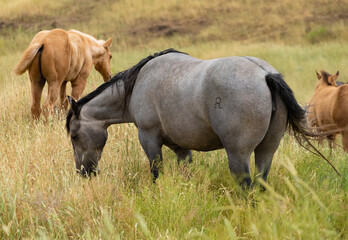 herd of horses in a field