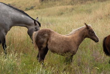 herd of horses in a field