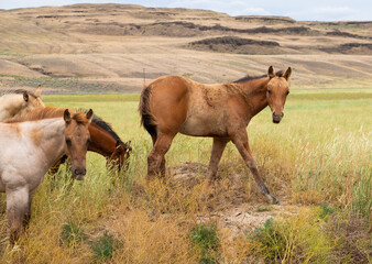 herd of horses in a field