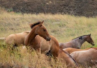 herd of horses in a field