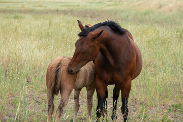 Fototapeta premium herd of horses in a field