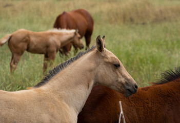 herd of horses in a field