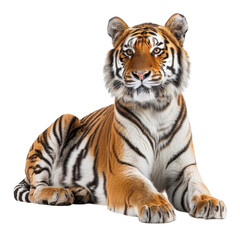 Obraz premium Majestic Bengal tiger lounging gracefully, showcasing its vibrant orange coat and striking black stripes.
