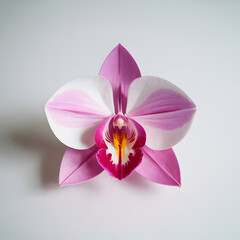 Elegant Orchid Blossom A Study in Pink and White Simplicity and Beauty Against Clean Background