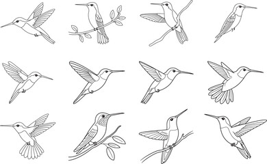 Fototapeta premium Collection of twelve detailed line drawings of hummingbirds flying perched