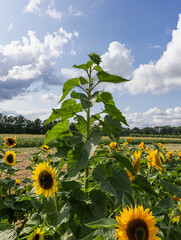 Cultivo de girasol  con una planta muy alta; detrás , un cultivo de maíz