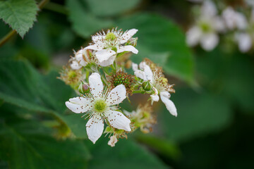 White blackberry flowers and green leaves on the plant outdoors. 
