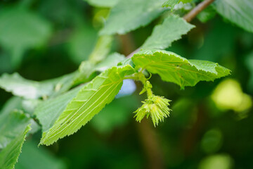 Green hazelnut fruits and green leaves on the tree. 
