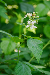 White blackberry flowers and green leaves on the plant outdoors. 
