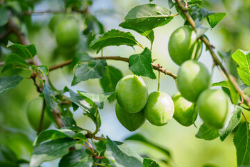 Green plum fruits on a branch with leaves in close-up. 
