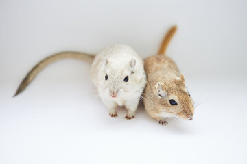 mice on the grass