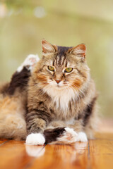funny fluffy cat on wooden table in gazebo outdoors, summer pet portrait