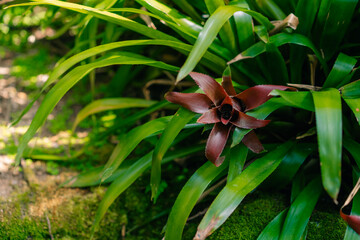 Blossom of Guzmania Bromelia. Sale. Pot plants, indoor plants, tropical plants.