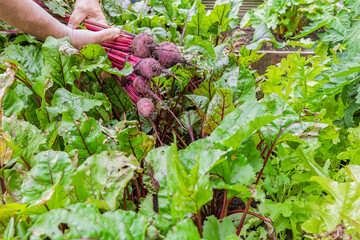 Man Harvesting Beetroot from Raised Garden Bed in Summer Vegetable Garden