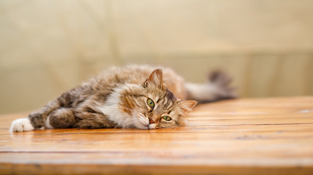 gorgeous fluffy cat lies on wooden table in gazebo outdoors, summer pet portrait