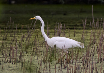A great white heron walks in the marsh.