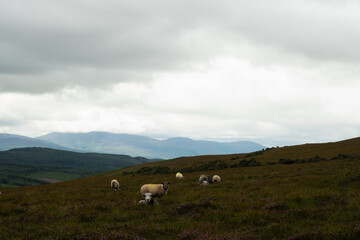 Tranquil sheep grazing in lush green pastures against a cloudy mountain backdrop in the early afternoon light
