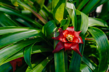 Blossom Guzmania Bromelia Sale Pot