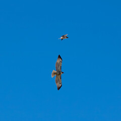 Aguilas cola blanca volando