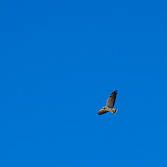 Aguila surcando el cielo