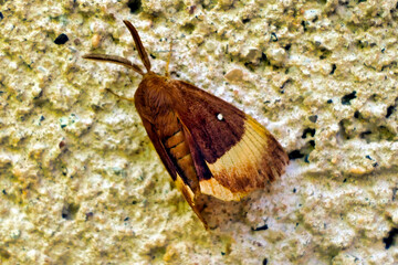 The Oak Eggar Moth (Lasiocampa quercus) resting on a French farmhouse wall
