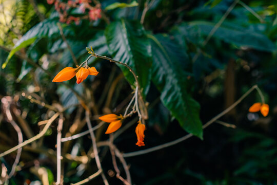 Beautiful gold finger plant Juanulloa mexicana blooming outdoors in japan