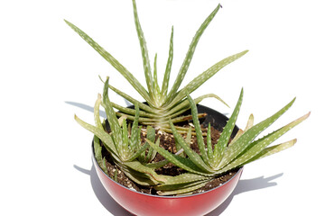 Aloe vera var. chinensis in a red pot. White backgound. Summer, July, Netherlands. 
