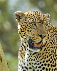 Leopard in Tree Close-up